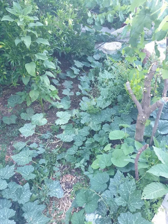 Hétvégi ház Rosemary House Vendégház Saranda